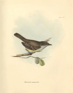 Ornitologia: La Tyrannula magnirostris della famiglia degli uccelli descritta da Charles Darwin durante il suo viaggio di esplorazione a bordo del Beagle. Tavola da The Zoology of the voyage of H.M.S. Beagle sotto il comando del Capitano Fitzroy durante gl da Unbekannter Künstler