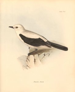 Ornitologia: La fluvicola azarea o pigliamosche descritta da Charles Darwin durante il suo viaggio di esplorazione a bordo del Beagle. Tavola da The Zoology of the voyage of H.M.S. Beagle sotto il comando del Capitano Fitzroy durante gli anni 1832-1836