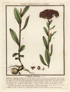 Borracina maggiore, Sedum telephium da Unbekannter Künstler