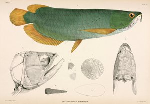 Osteoglossum formosum, Indonesia