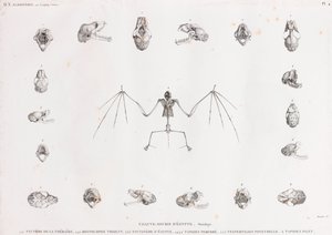 Osteologia dei pipistrelli in Egitto
