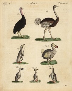 Struzzo, Struthio camelus, casuario, Struthio casuarius, dodo estinto, Raphus cucullatus, e specie di pinguino da Unbekannt