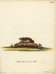 Pipistrello lanoso dipinto, Kerivoula picta. Vespertilio pictus Linn. Incisione a mano colorata su rame di Jakob Andreas Eisenmann dopo un