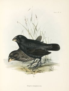 Coppia di Fringuelli di Terra Grandi, Isole Galapagos, c 1832-1836 da Unbekannt