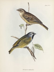 Coppia di passeri o fringuelli, c 1832-1836 da Unbekannt