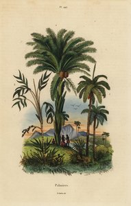 Palme: palma da dattero, Phoenix dactylifera 1, specie Attalea 2, e specie Geonoma 3