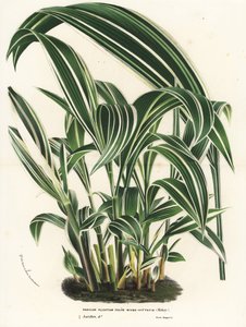 Erba palma, Setaria palmifolia (Panicum plicatum foliis level-vittatis). Litografia colorata a mano da Flowers of the Gardens and Hothouses of Europe di Louis van Houtte e Charles Lemaire, Flore des Serres et des Jardins de l