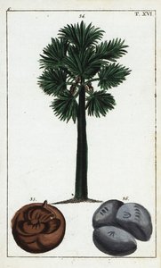 Palma di Palmyra, Borassus flabellifer