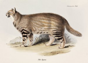Gatto delle Pampas, Sud America, c 1832-1836 da Unbekannt