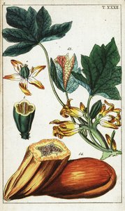 Frutto di papaya, sezione, fiori e foglie, Carica papaya da Unbekannter Künstler