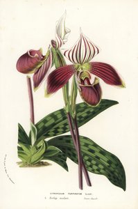 Orchidea Paphiopedilum purpurpuratum (Cypripedium purpuratum). Litografia colorata a mano da 