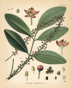 Jaborandi del Paraguay, Pilocarpus pennatifolius. Cromolitografia da un
