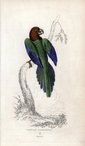 Parrocchetto pompadour, Prosopeia tabuensis