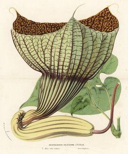 Pararistolochia goldieana (Aristolochia goldieana). Litografia colorata a mano da Flowers of the Gardens and Hothouses of Europe di Louis van Houtte e Charles Lemaire, Flore des Serres et des Jardins de l