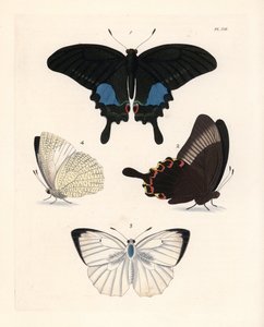 Farfalla pavone di Parigi, Papilio paris, e emigrante maculato, Catopsilia pyranthe da Unbekannter Künstler