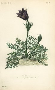 Anemone pulsatilla da Unbekannt