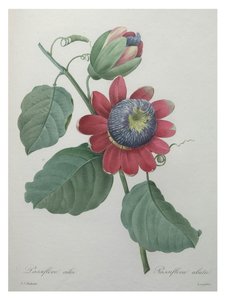 Fiore della passione da Unbekannt