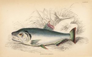 Payara, Hydrolycus armatus (incisione) da Unbekannter Künstler