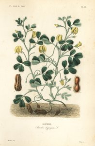 Arachide o nocciolina, Arachis hypogaea da Unbekannt