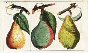 Varietà di pere, Pyrus communis da Unbekannter Künstler