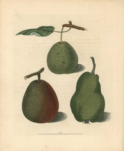 Varietà di pere, Pyrus communis: Cressan, Bergamotto di Gansell e Bon Chretien estivo. Incisione a mano colorata di George Brookshaw da Pomona Britannica, Londra, Longman, Hurst, ecc. da Unbekannter Künstler