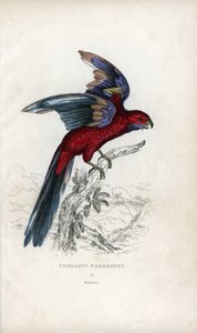 Parrocchetto di Pennant, Psittacus pennantii da Unbekannter Künstler