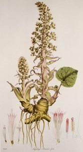 Petasites sp./Petasite da Unbekannt