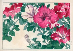 Varietà di petunie (rosa e bianco). Stampa xilografica a mano colorata da Seiyou Sokazufu (Album illustrato di piante e fiori occidentali: Estate), Unsodo, Kyoto