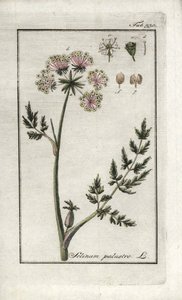 Peucedano palustre o prezzemolo palustre. Litografia da 