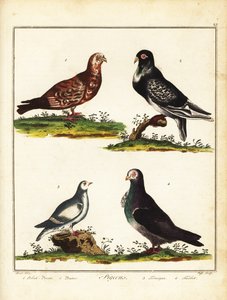 Piccioni: piccione polacco, gonfiatore, pernice bianca e turbit. 1792 (incisione) da Unbekannter Künstler