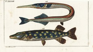 Luccio (o luccio del nord) - Orphia - Luccio del nord, Esox lucius, e aguglia, Belone belone da Unbekannter Künstler
