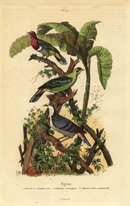 Colomba fruttata dalla testa rosa, Ptilinopus porphyreus, piccione verde di Buru, Treron aromaticus, e colomba sanguinante di Luzon, Gallicolumba luzonica da Unbekannt