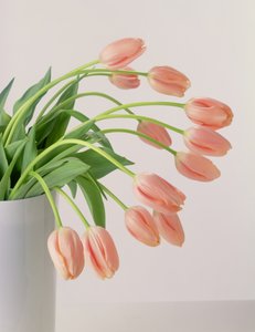 Tulipani rosa