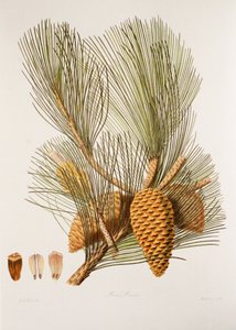 Pinus pinaster da Unbekannt