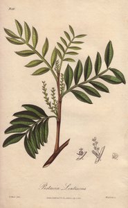Lentisco (Pistacia lentiscus) - Acquaforte di William Clarke per illustrare “Botanica medica, descrizione delle piante medicinali di Londra, Edimburgo e Dublino” di John Stephenson e James Morss Churchill da Unbekannter Künstler