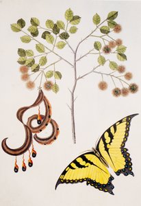 Pithecolobium unguiscati da Unbekannt