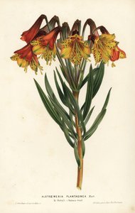 Alstroemeria a foglia di piantaggine, Alstroemeria plantaginea. Brasile. Litografia colorata a mano di L. Stroobant da Flowers of the Gardens and Hothouses of Europe di Louis van Houtte e Charles Lemaire, Flore des Serres et des Jardins de l