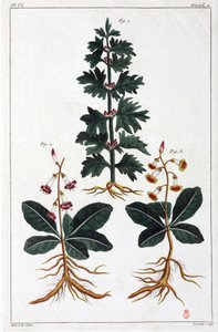 Piante medicinali, Cina da Unbekannt