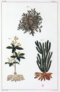 Piante medicinali, Cina
