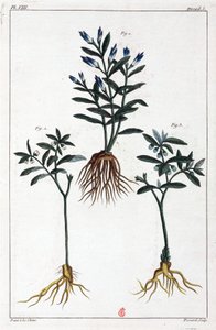 Piante medicinali, Cina da Unbekannt