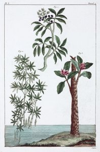 Piante medicinali, Cina da Unbekannt
