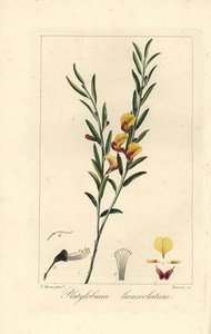 Platylobium lanceolatum, nativo dell
