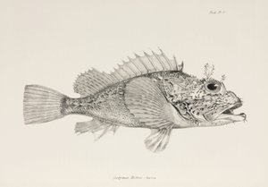 Pesce scorpione, c. 1832-1836