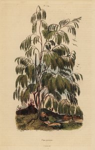 Arbusto Plocama pendula da Unbekannt