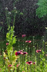Papaveri (Papaver somniferum) e capsule di semi sotto la pioggia estiva, Gower, Galles del Sud da Unbekannter Künstler