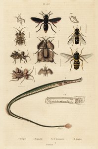 Vespa vasaia, pesce ago, cimice dorata e mosca volante, 1834-1839 (incisione) da Unbekannter Künstler