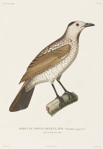 Sericulus del Principe Reggente, Nuovo Galles del Sud, Australia
