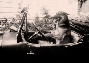 Cane poliziotto vincitore di premi Alex al volante di un