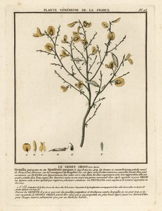 Ginestra purgante, Cytisus purgans da Unbekannter Künstler