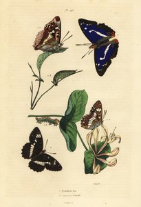 Imperatore viola, Apatura iris, e ammiraglio bianco eurasiatico, Limenitis camilla